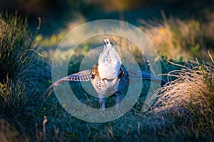 Sharp-Tailed Grouse LEK