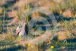 Sharp-Tailed Grouse Lek