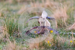 Sharp-Tailed Grouse Lek