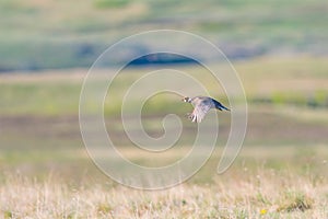 Sharp-Tailed Grouse Lek