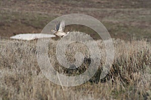 Sharp-tailed grouse (Tympanuchis phasianellus)