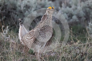 Sharp-tailed Grouse Tympanuchus phasianellus 10