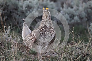 Sharp-tailed Grouse Tympanuchus phasianellus 12