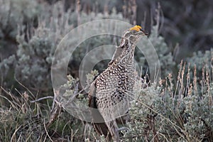 Sharp-tailed Grouse Tympanuchus phasianellus 18