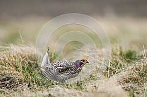 Sharp-tailed grouse (Tympanuchus phasianellus)