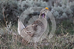 Sharp-tailed Grouse Tympanuchus phasianellus 8