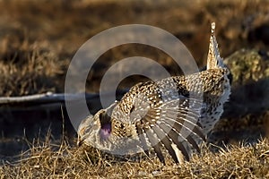 Sharp-Tailed Grouse, Tympanuchus phasianellus, displaying