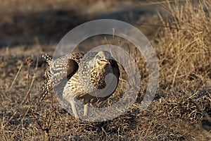 Sharp-Tailed Grouse, Tympanuchus phasianellus, on lek