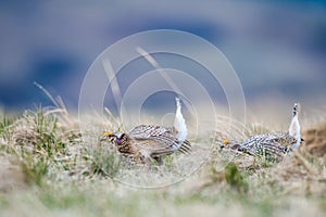 Sharp-tailed grouse (Tympanuchus phasianellus)