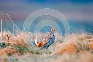 Sharp-tailed grouse (Tympanuchus phasianellus)