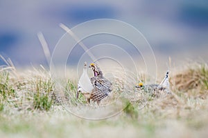 Sharp-tailed grouse (Tympanuchus phasianellus)