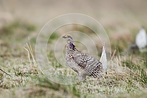 Sharp-tailed grouse (Tympanuchus phasianellus)