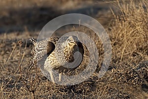 Sharp-Tailed Grouse, Tympanuchus phasianellus, on lek photo