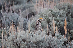 Sharp-tailed Grouse Tympanuchus phasianellus 16 photo