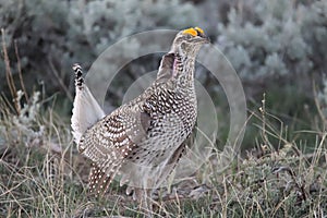 Sharp-tailed Grouse Tympanuchus phasianellus 9 photo