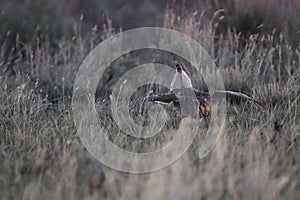 Sharp-tailed Grouse Tympanuchus phasianellus 41 photo