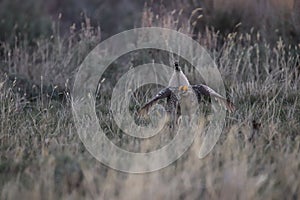 Sharp-tailed Grouse Tympanuchus phasianellus 42 photo