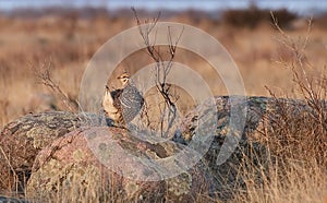 Sharp-Tailed Grouse, Tympanuchus phasianellus, in spring photo
