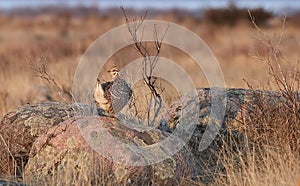 Sharp-Tailed Grouse, Tympanuchus phasianellus, in spring