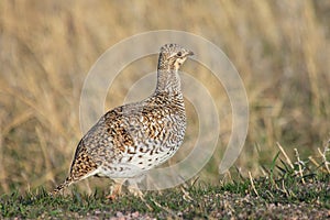 Sharp tailed grouse photo