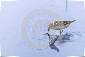 Sharp-tailed Sandpiper in a mud lotus root field.