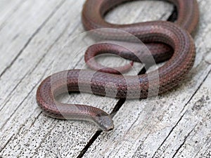 Sharp-tailed Snake - Contai tenuis