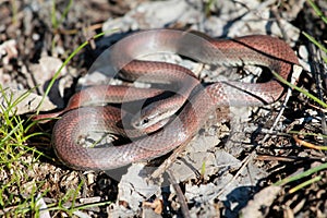 Sharp-tailed Snake