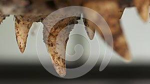 Sharp teeth crocodile's jaw skull, Colombia
