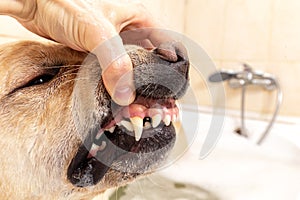 Sharp teeth of a dog. The powerful teeth of Labrador. Sharp fangs