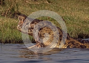 Sharp teeth enjoying snack