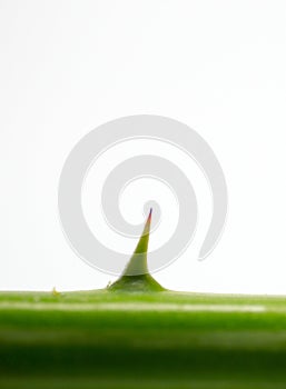 A sharp thorn of a tree on white backdrop