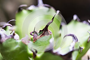 The sharp thorns of the Agavaceae tree