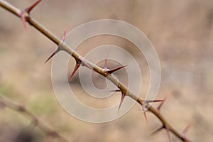 Sharp thorns on a branch of a bush