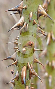 Sharp thorns on a branch of a bush and a tree