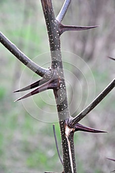 Sharp thorns on a branch of a bush and a tree