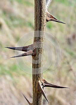 Sharp thorns on a branch of a bush and a tree