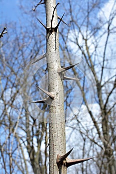 Sharp thorns on a branch of a bush and a tree