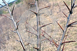 Sharp thorns on a branch of a bush and a tree