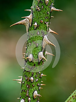 Sharp thorns on the branches of the rose tree