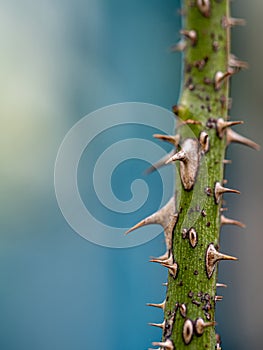 Sharp thorns on the branches of the rose tree photo