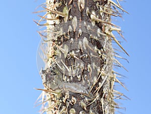 Sharp thorns on old dead rose stem