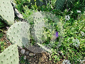 Sharp Thorns on Prickly Pear Cactus Leaves