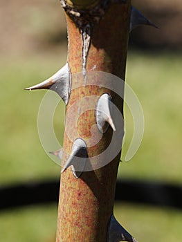 Sharp thorns on the stem of a rose close-up
