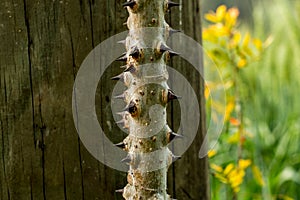 Sharp thorns on the wooden electrical pillar with flowers behind