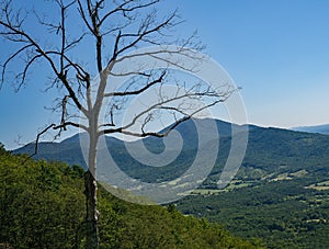 Sharp Top Mountain and Tree