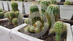 Sharp torns of Cactus