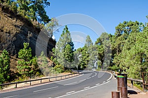 Sharp turn of the mountain road in a beautiul canarian pine forest. Teide National Park, Tenerife, Canary Islands, Spain