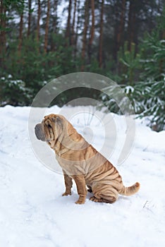 Sharpay sits in the winter in the coniferous forest. profile picture . walk in the winter fir forest