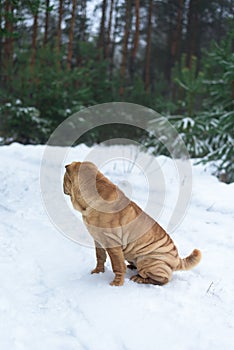 Sharpay sits in the winter in the coniferous forest. walk in the winter fir forest
