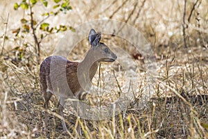 Sharpe grysbok in Kruger National park, South Africa